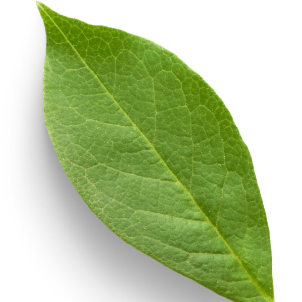 plant-based glycerin properties