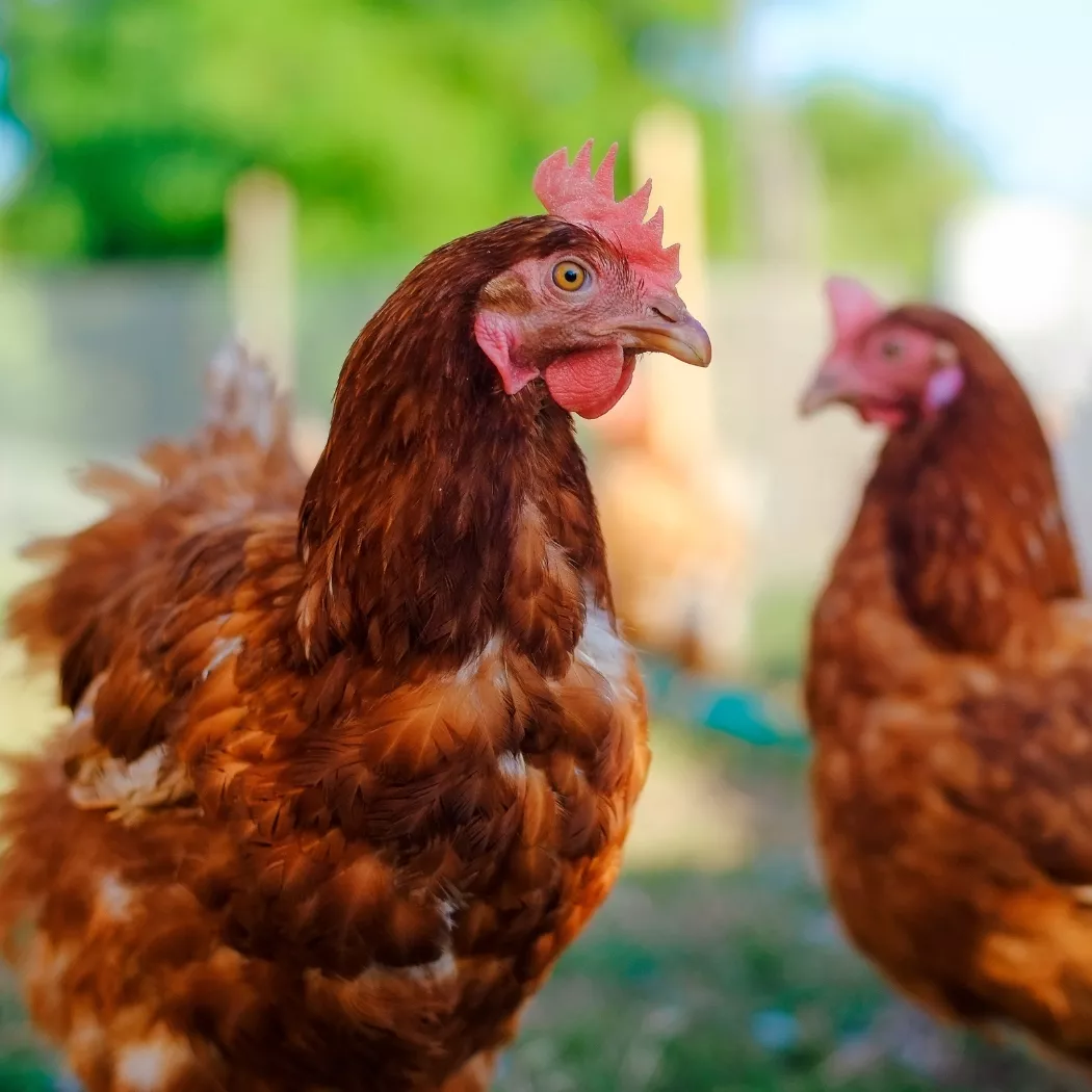 lactic acid in the feed industry