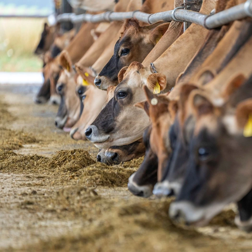 feed grade glycol in livestock feed
