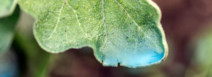 copper sulfate in the garden